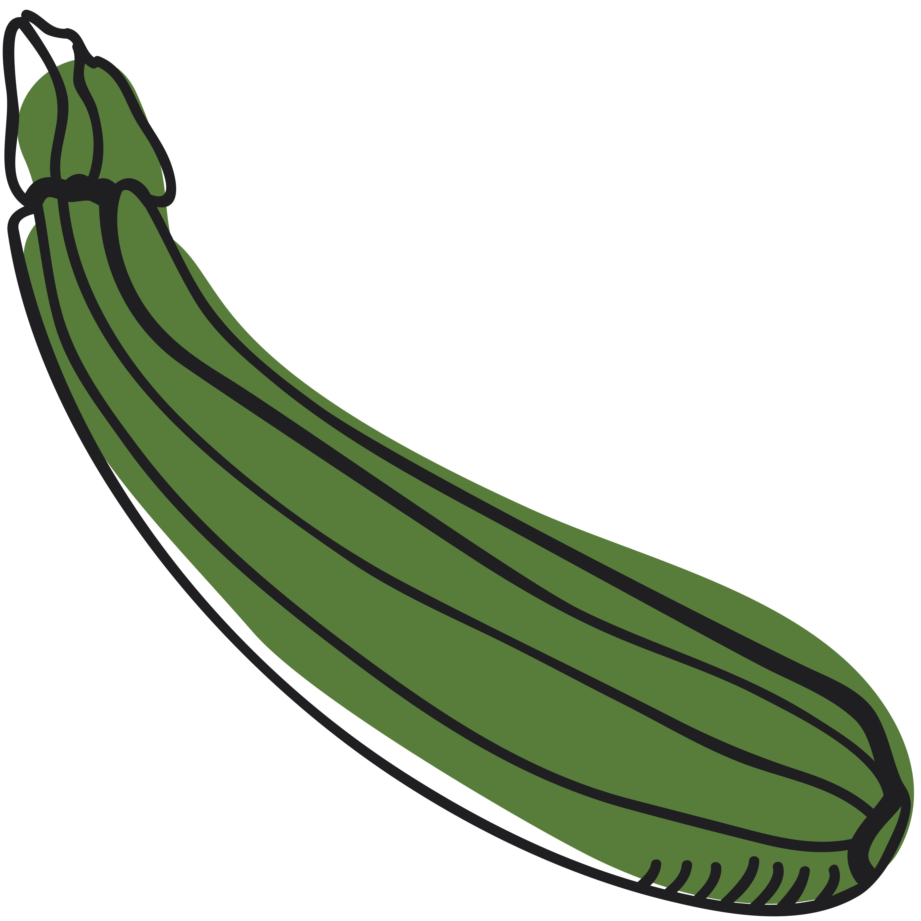 Zucchini